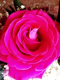 Close-up of pink rose