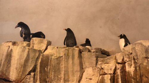 Birds perching on rock