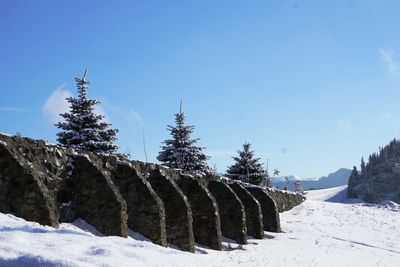 Trees against clear sky during winter
