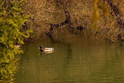 Ducks swimming in lake