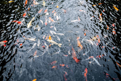 High angle view of koi carps swimming in lake