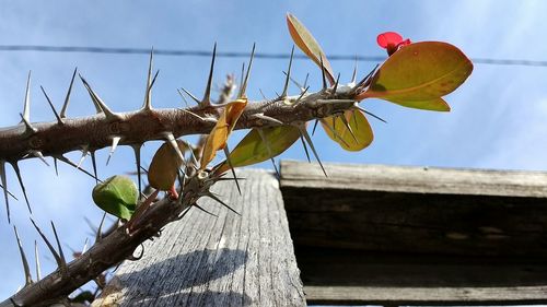 Close-up of branch against sky