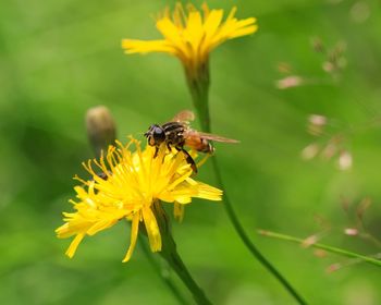 Close-up of bee pollinating on dandelion blooming outdoors