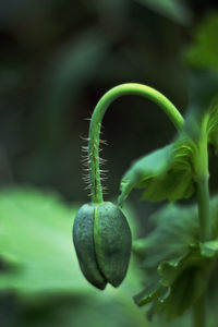 Close-up of bud growing on plant