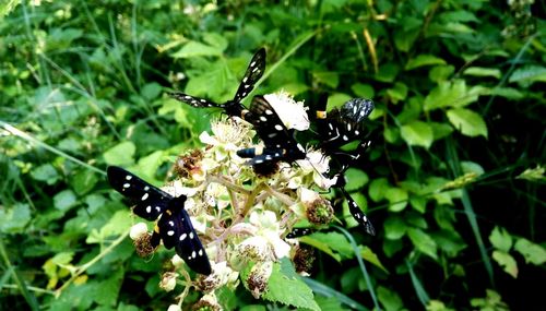 Close-up of butterfly pollinating on flower