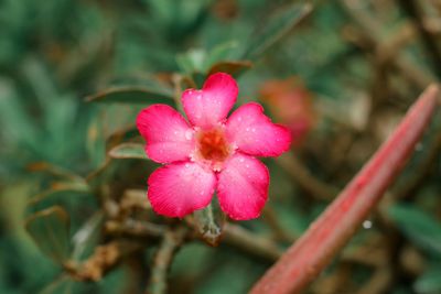 Close-up of pink flower