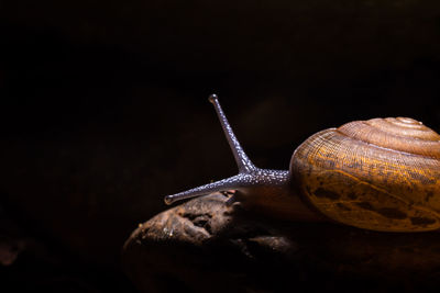 Close-up of snail against black background