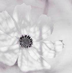 Close-up of white flower blooming outdoors