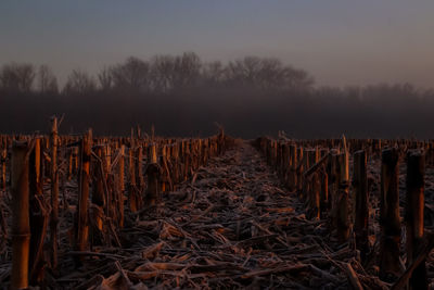 Panoramic shot of trees on field against sky