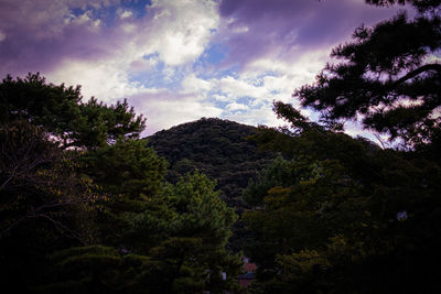 Low angle view of trees against sky