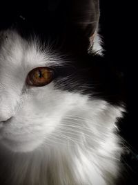 Close-up of cat