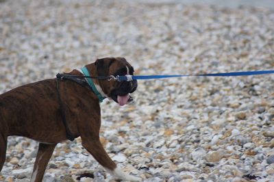 Dog standing on beach