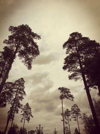 Low angle view of trees against sky