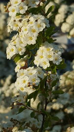 Close-up of white flowers