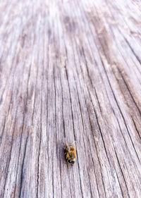 High angle view of insect on wood