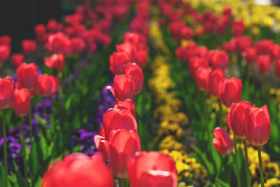 Close-up of red tulips