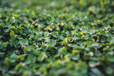 Full frame shot of leaves