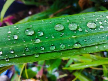 Close-up of raindrops on leaves