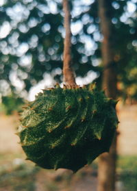 Close-up of tree trunk