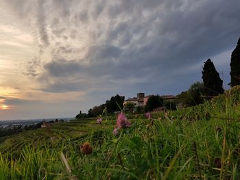 Scenic view of flowers growing on field against cloudy sky