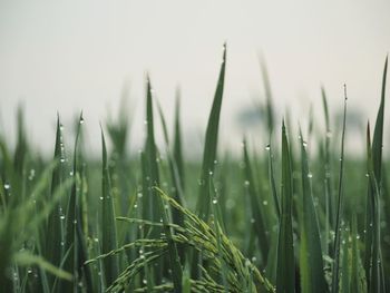 Close-up of wet crops on field
