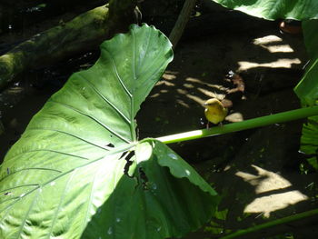 High angle view of leaves