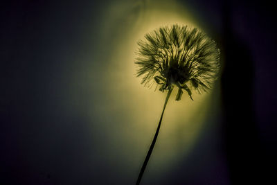 Close-up of dandelion against sky