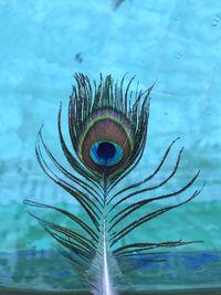 Close-up of peacock