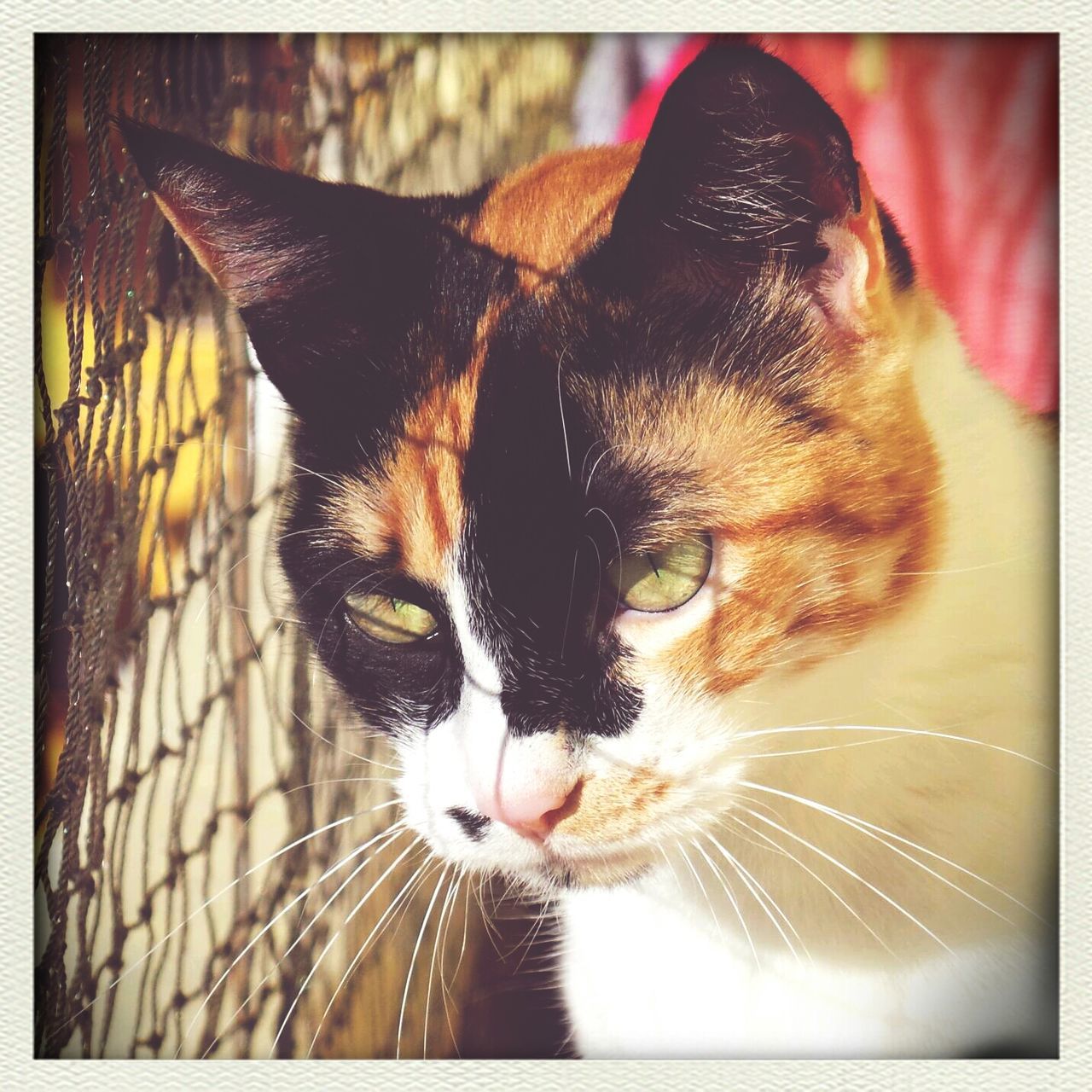 domestic animals, pets, animal themes, one animal, mammal, transfer print, domestic cat, cat, feline, auto post production filter, close-up, whisker, animal head, animal, zoology, relaxation, portrait, focus on foreground, indoors, no people