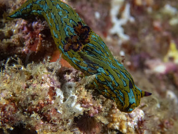 Close-up of fish swimming in sea