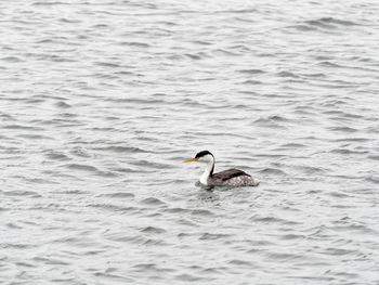 Swan swimming in lake