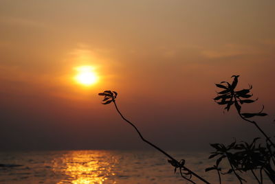 Silhouette plants against sea during sunset