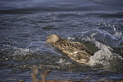 View of birds in water