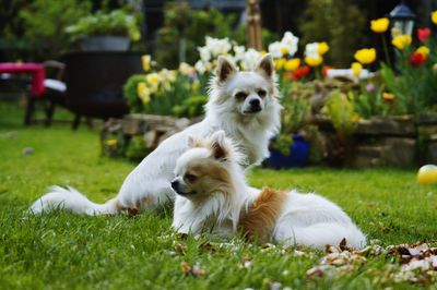 White puppy on field