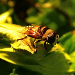 Close-up of bee on flower