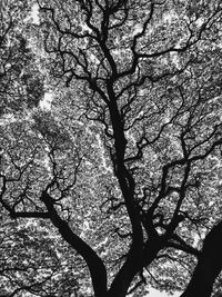 Low angle view of tree