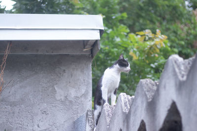 White image of a cat on the wall