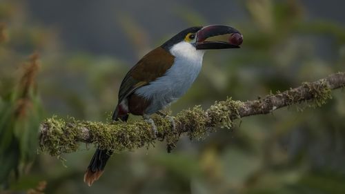 Close-up of bird perching on tree