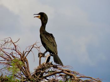 Low angle view of bird perching on branch against sky