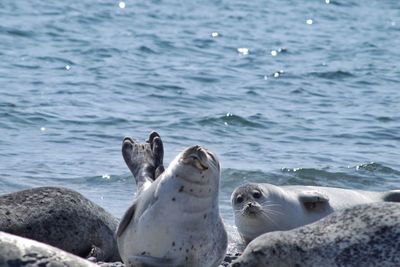 View of seals on beach