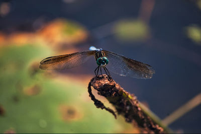 Close-up of dragonfly