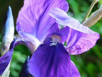 Close-up of purple iris