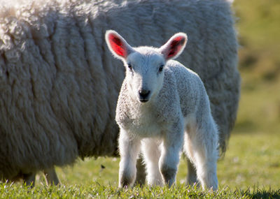 Sheep on grassy field