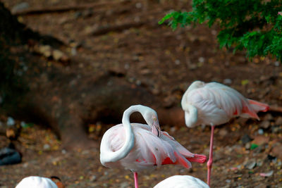 Flamingos on field
