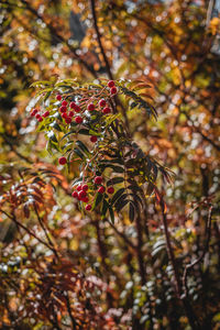 Close-up of leaves on tree during autumn