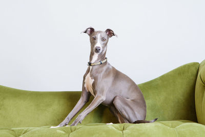 Italian greyhound in studio sitting up looking at camera. purebred domestic dog.