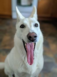 Close-up portrait of a dog