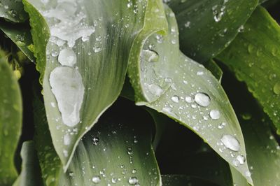 Close-up of water drops on leaves