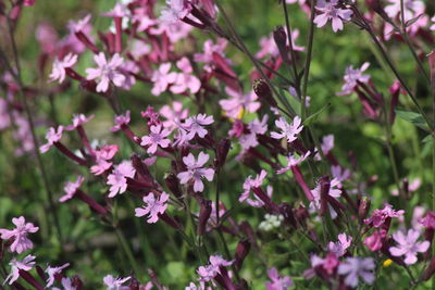 Close-up of pink flowering plant