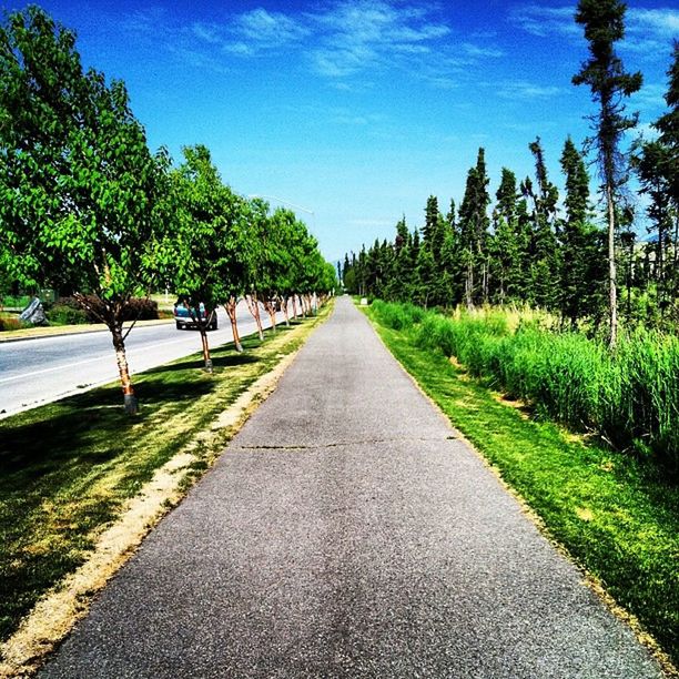 the way forward, tree, diminishing perspective, vanishing point, transportation, road, grass, sky, growth, tranquility, footpath, street, treelined, nature, green color, long, shadow, sunlight, empty, empty road